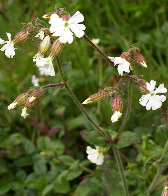 Silene latifolia (=Silene alba) / Silene bianca